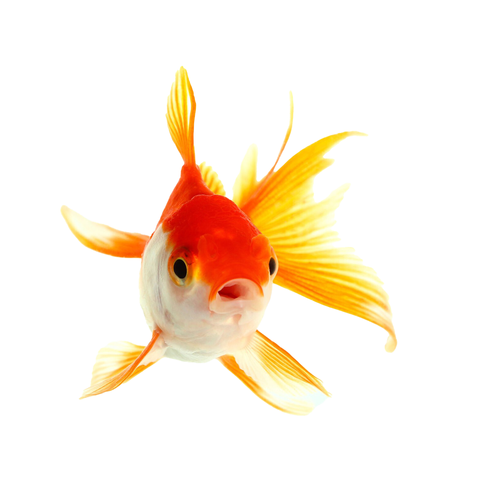 Fantail Goldfish PNG Download Image