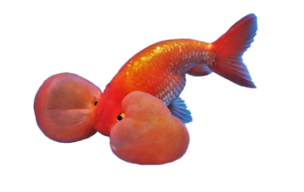 Fantail Goldfish PNG Free Download
