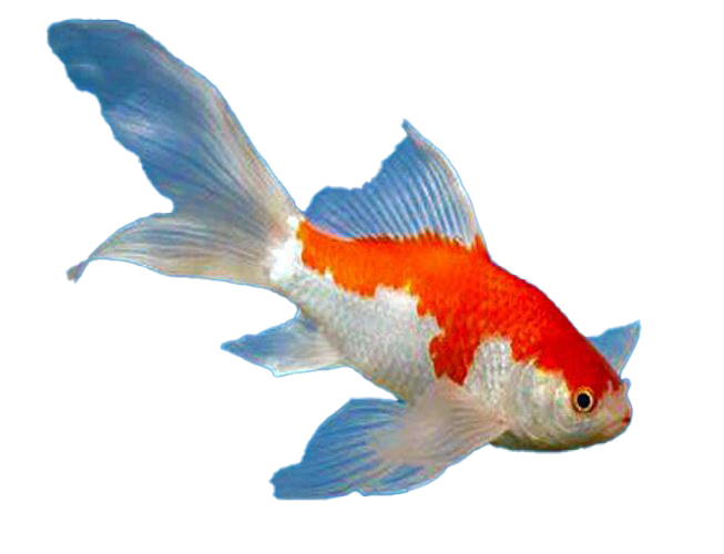 Fantail Goldfish PNG Hoogwaardige Afbeelding