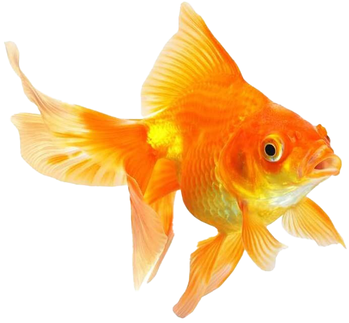 Fantail Goldfish PNG Image Background