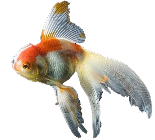 ภาพ PNG ปลาทอง Fantail