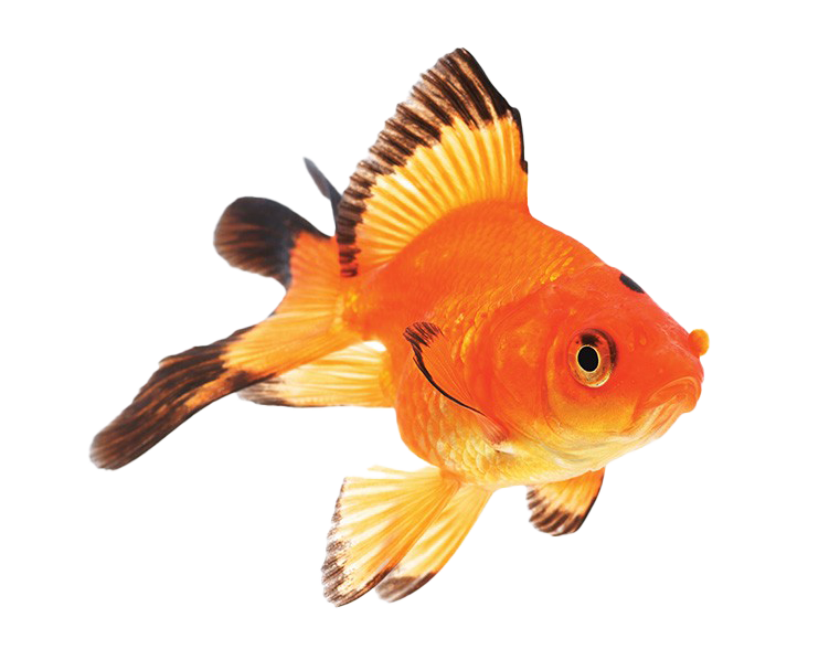PNG ปลาทอง Fantail PNG
