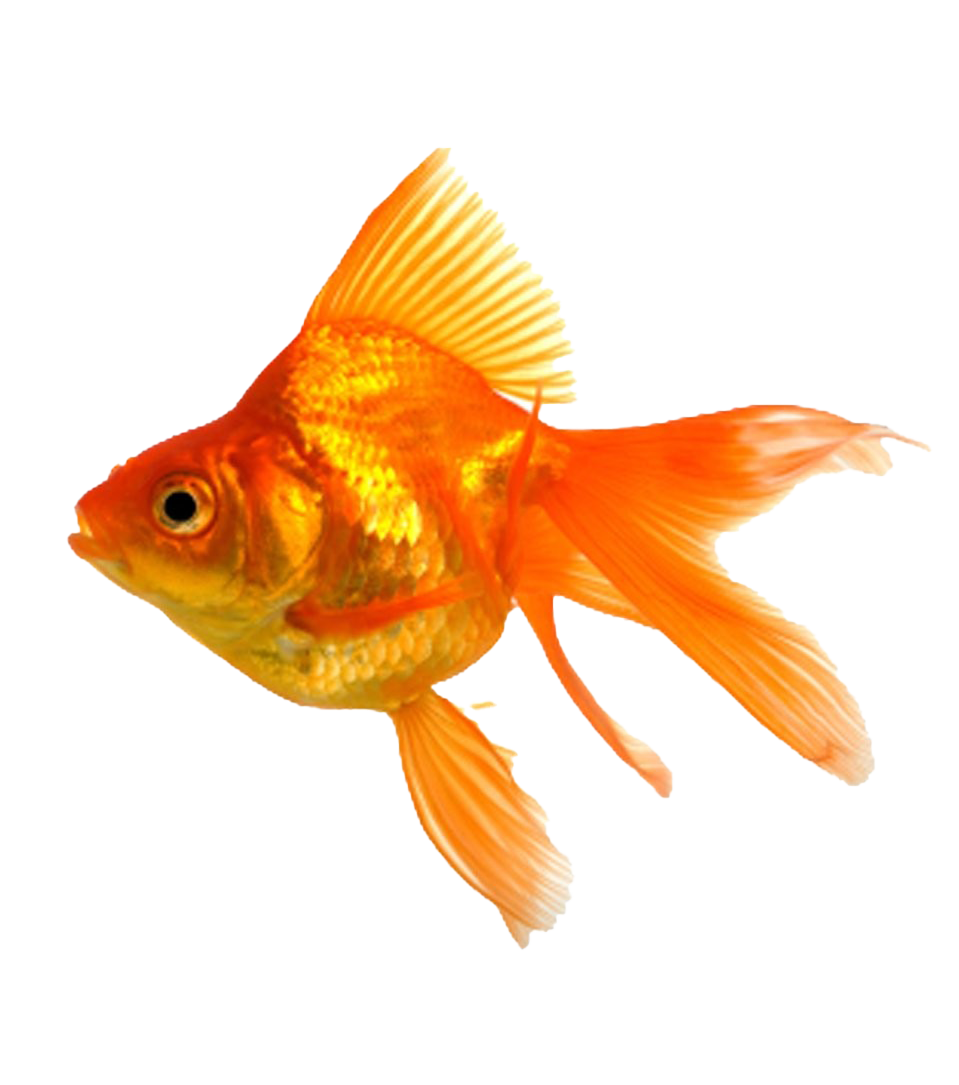 Fantail ปลาทอง PNG ภาพโปร่งใส