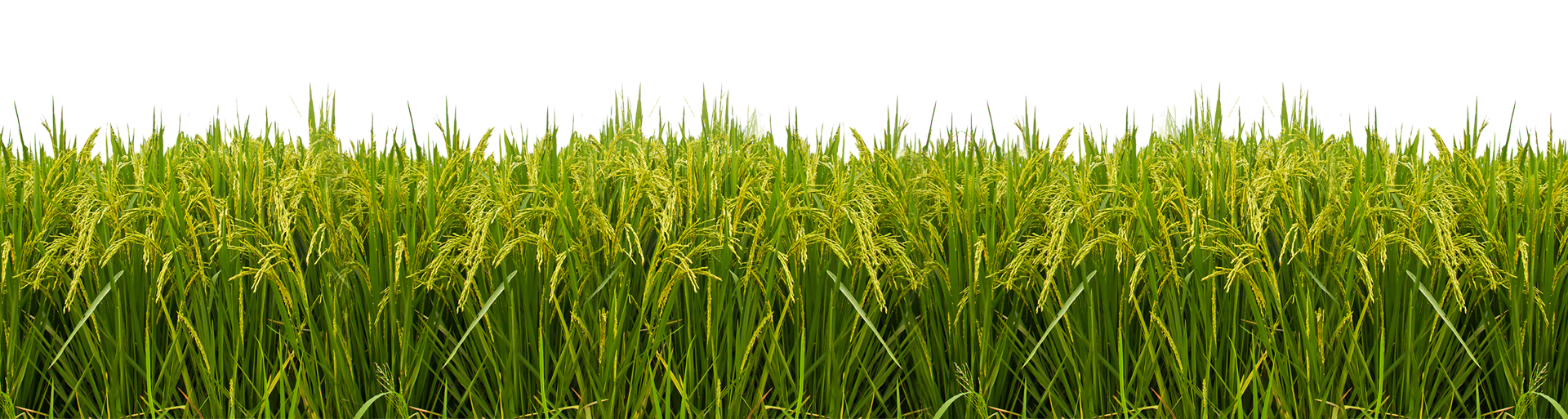Field PNG Photo