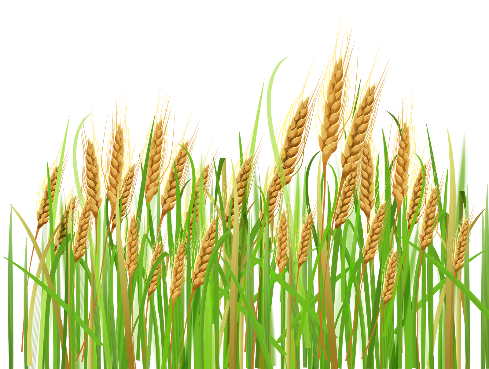 Field PNG Picture