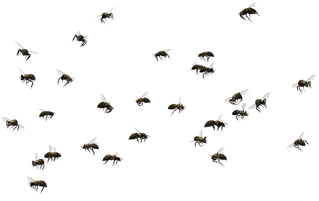 Flies PNG Background Image