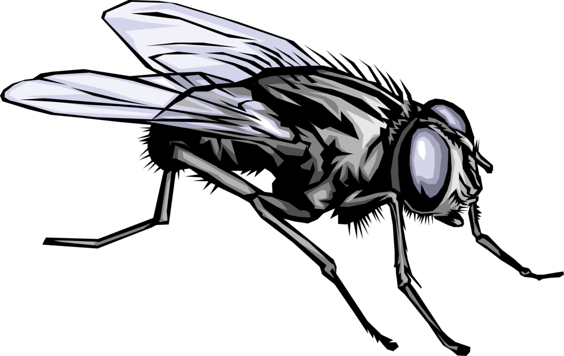 Flies PNG Download Image