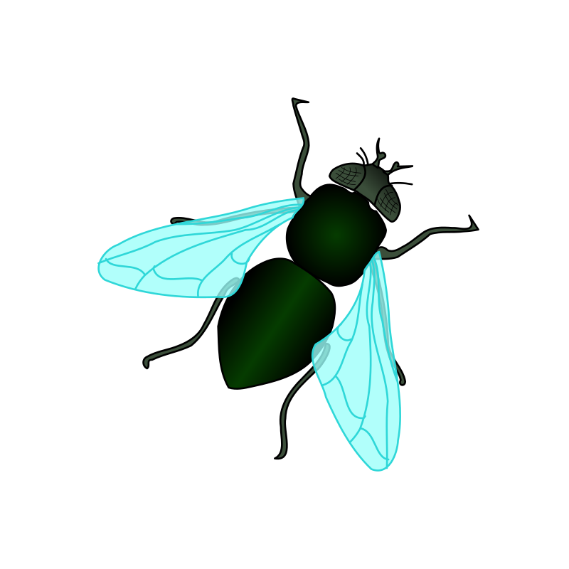 Flies PNG Image Transparent Background