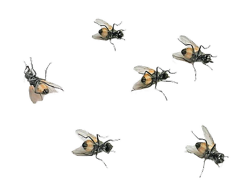 Flies PNG Image Transparent