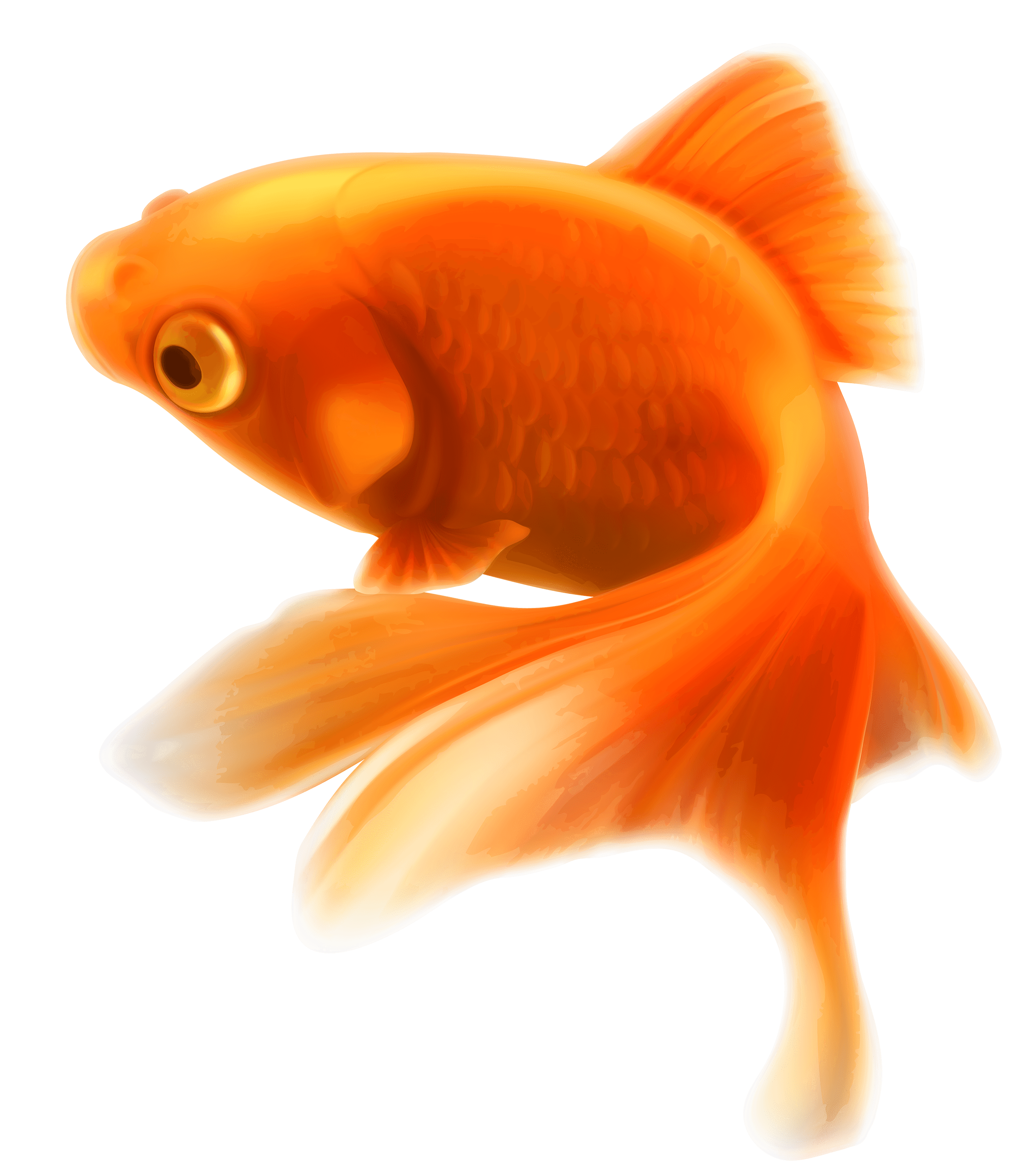 Goldfish Download Transparent PNG Image
