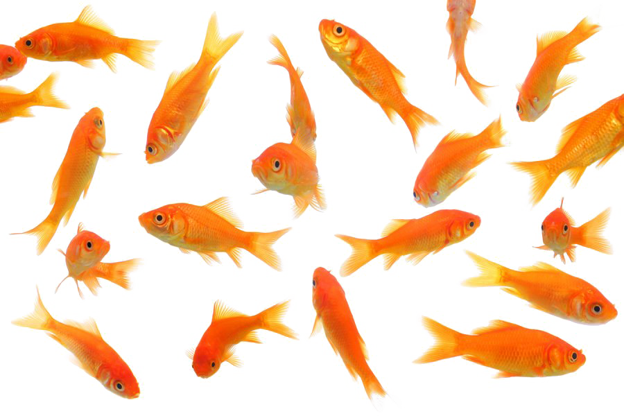 Goldfish Free PNG Image