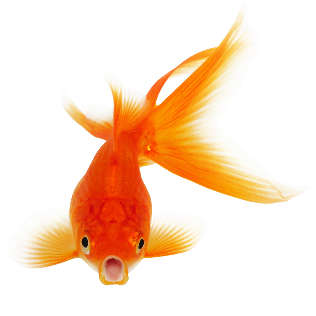 Goldfish PNG Free Download