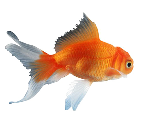 ปลาทอง PNG ภาพคุณภาพสูง