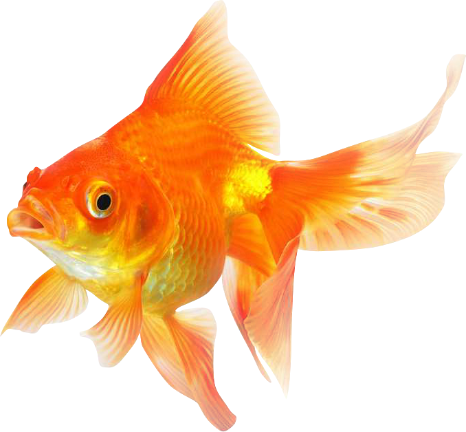 Золотая рыбка PNG изображения фон