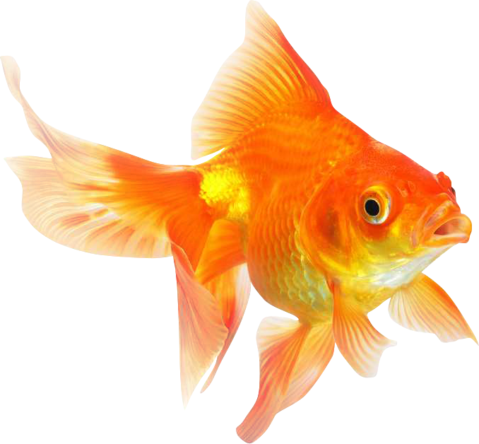 Goldfish PNG Image Transparent Background