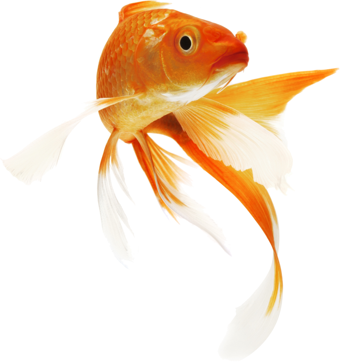 Goldfish PNG Pic