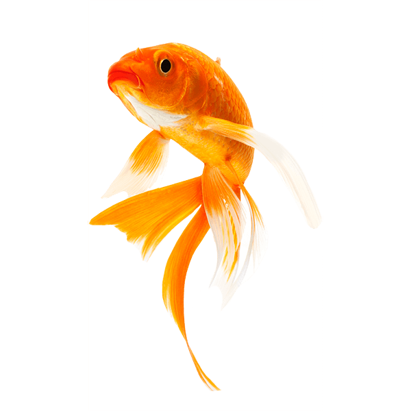 Goldfish PNG Picture