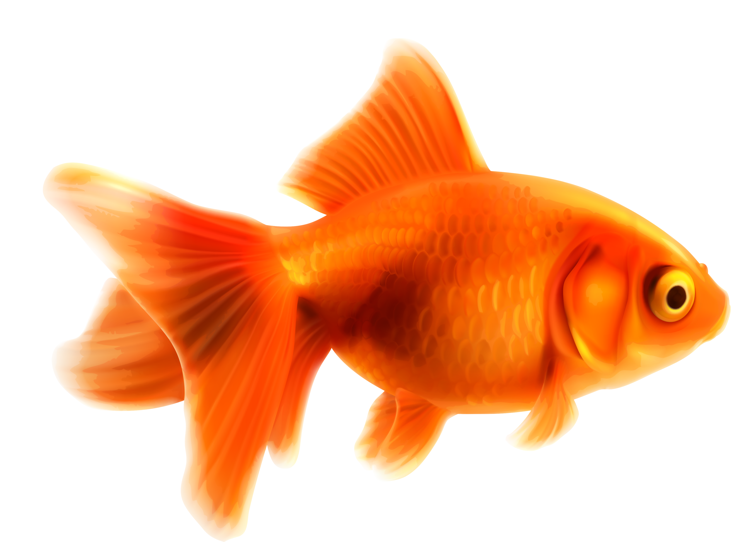 Goldfish Transparent Background PNG