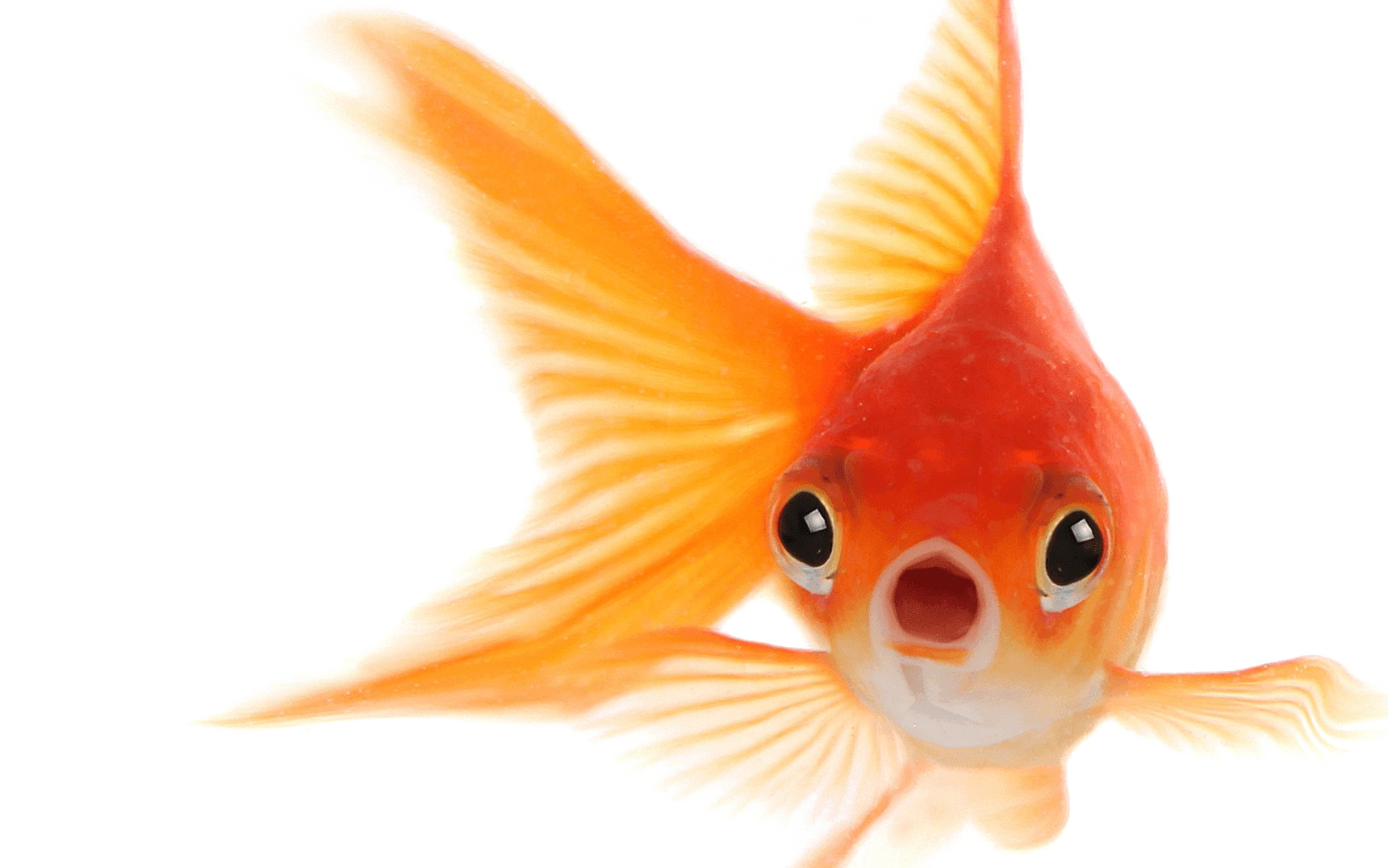Imagem transparente do peixe dourado
