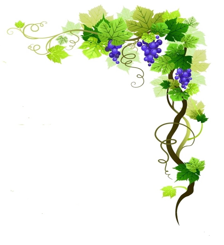 Grapevine PNG Background Image
