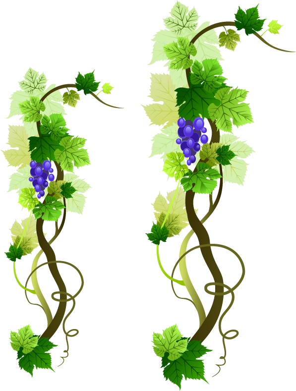 Grapevine PNG Download Image