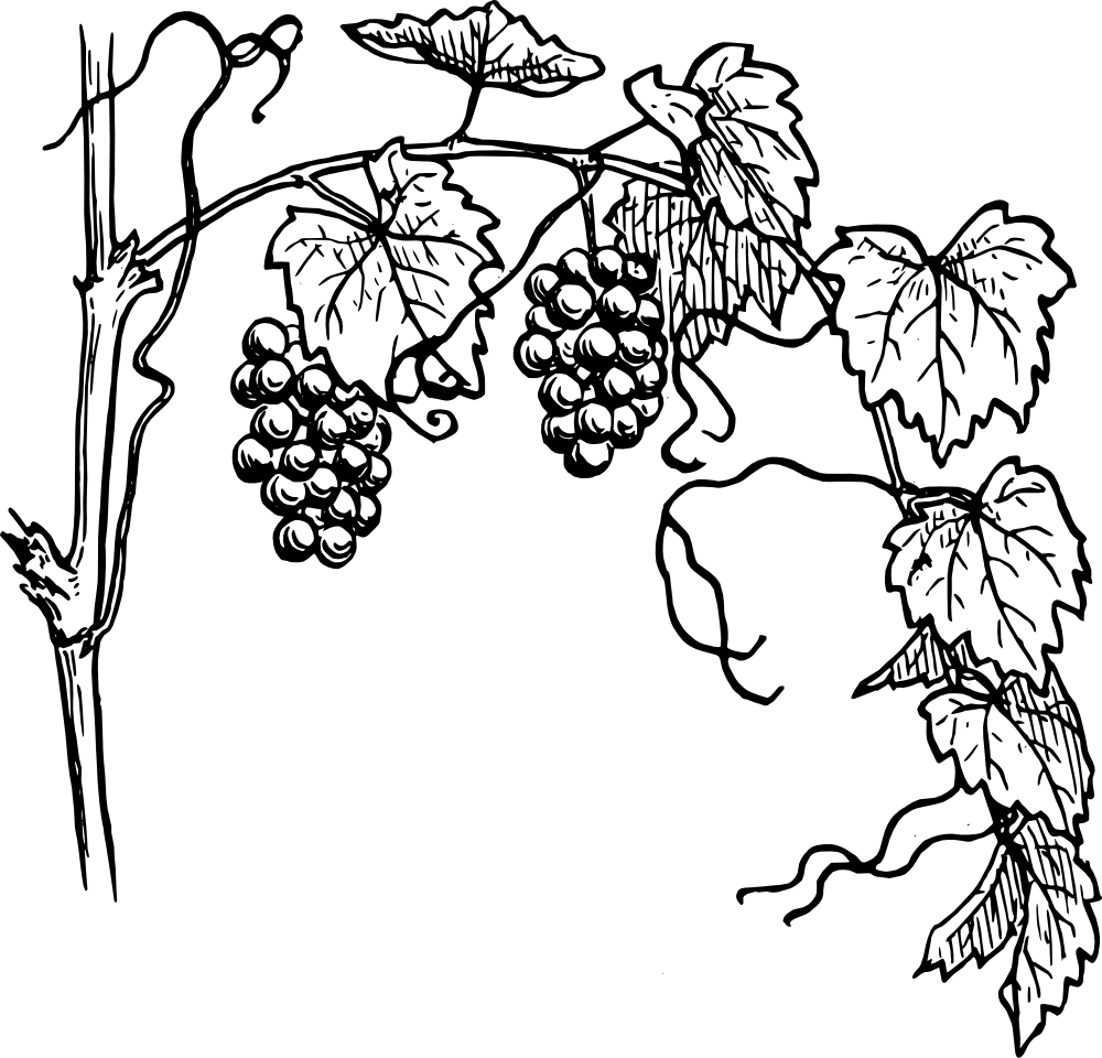 Grapevine PNG Image