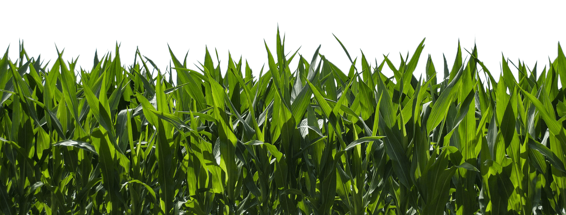 Grass Field PNG Download Image