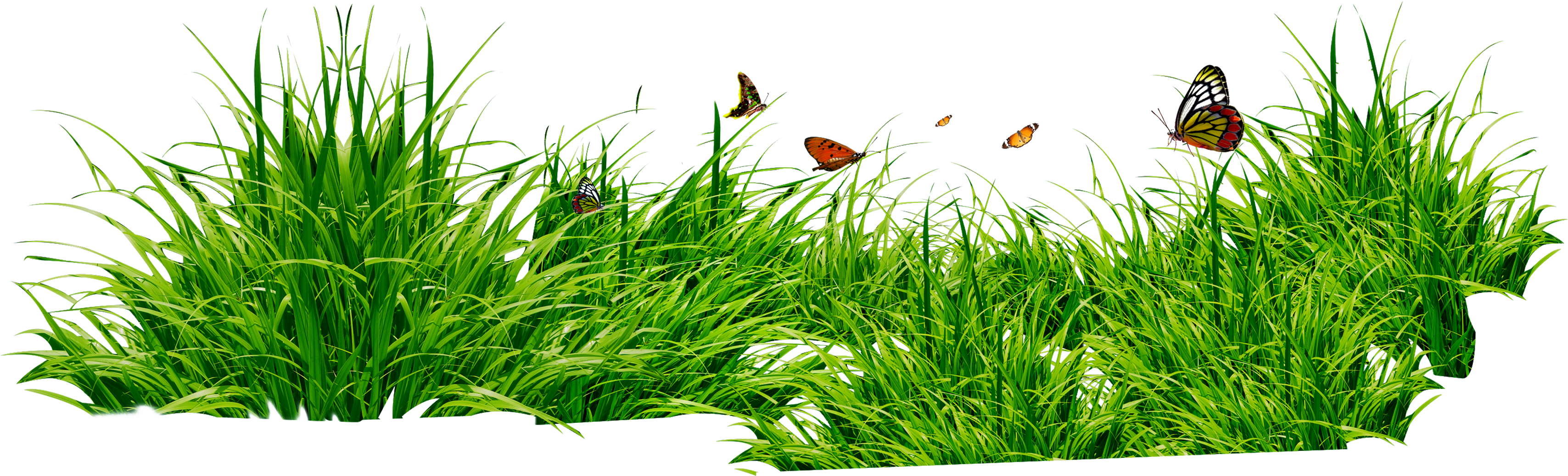Grass Field PNG High-Quality Image