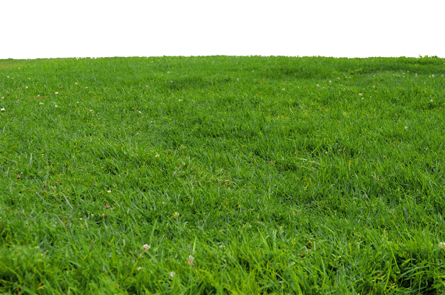 Grass Field PNG Image Background