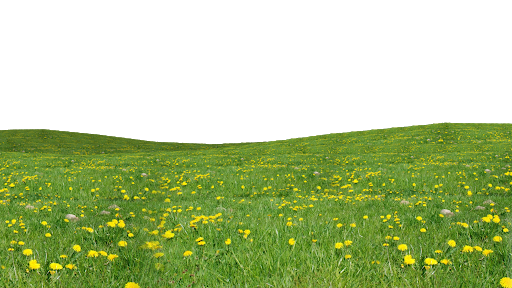 Grass Field PNG Pic