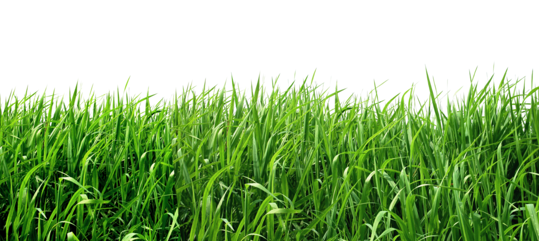 Grass Field PNG Picture