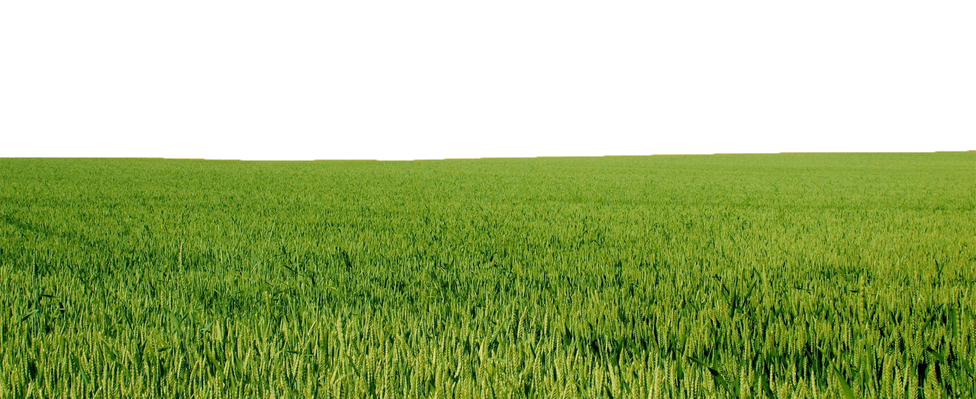 Green Field PNG Download Image