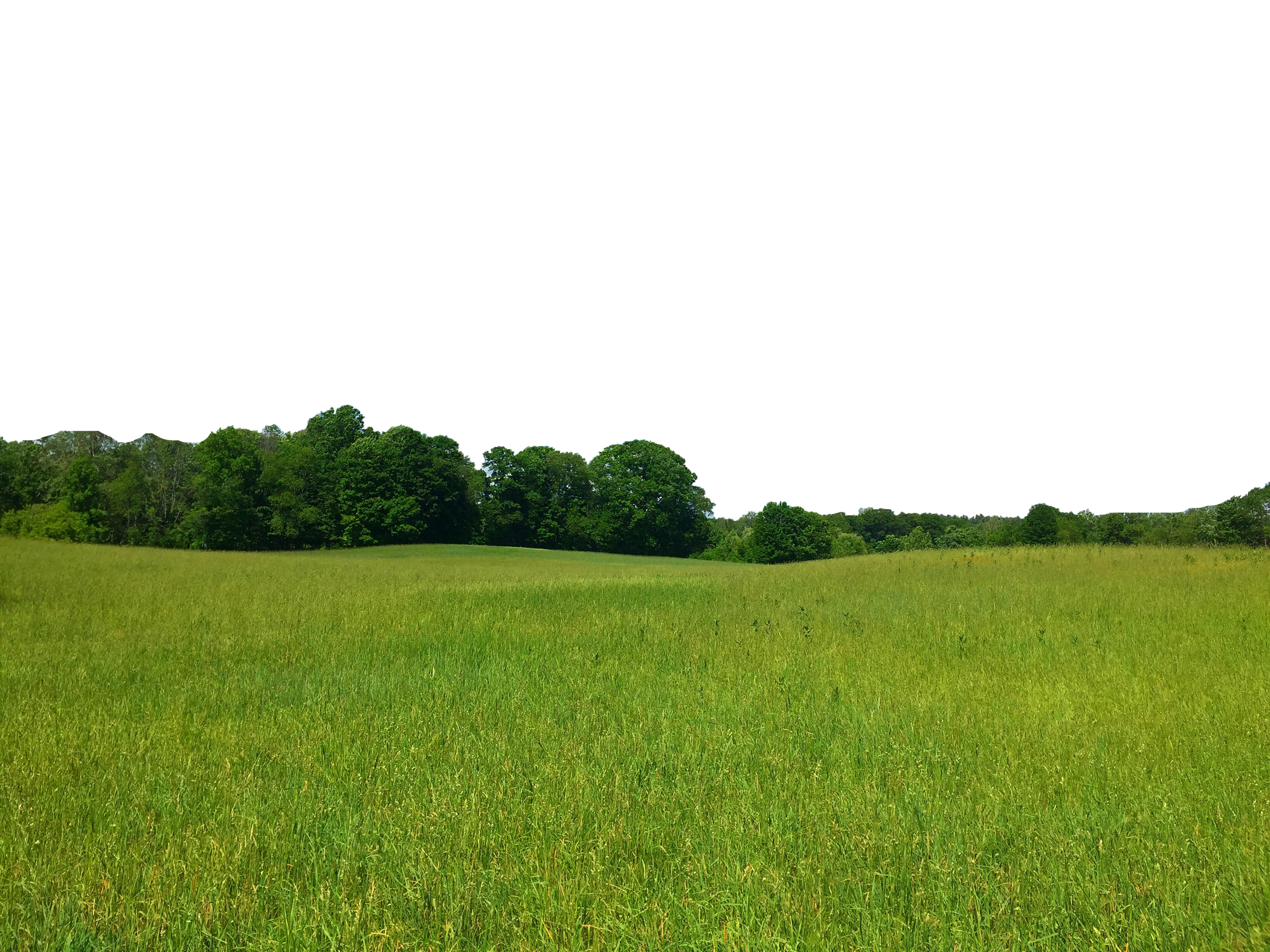 Green Field PNG Photo