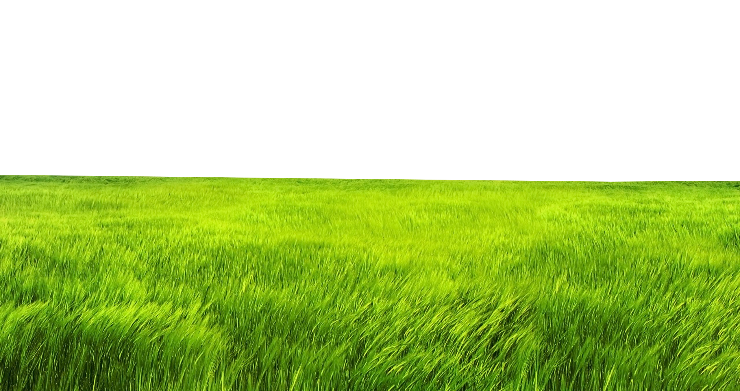 Green Field PNG Picture