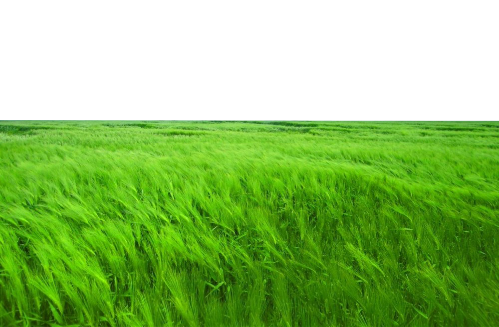 Green Field PNG Transparent Image