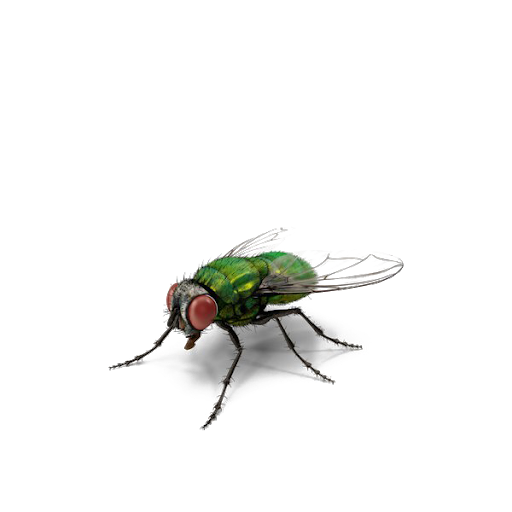 Home Flies Free PNG Image