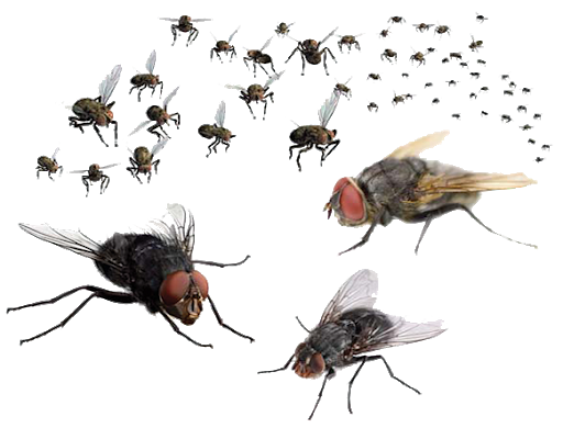 Домашние мухи PNG скачать бесплатно
