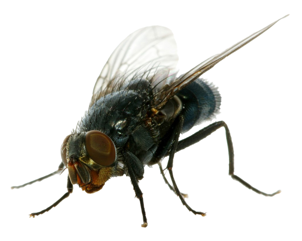 House Flies Free PNG Image