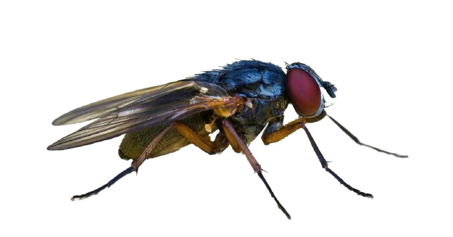 House Flies PNG Free Download