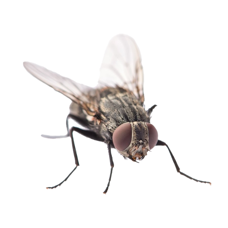 House Flies PNG High-Quality Image