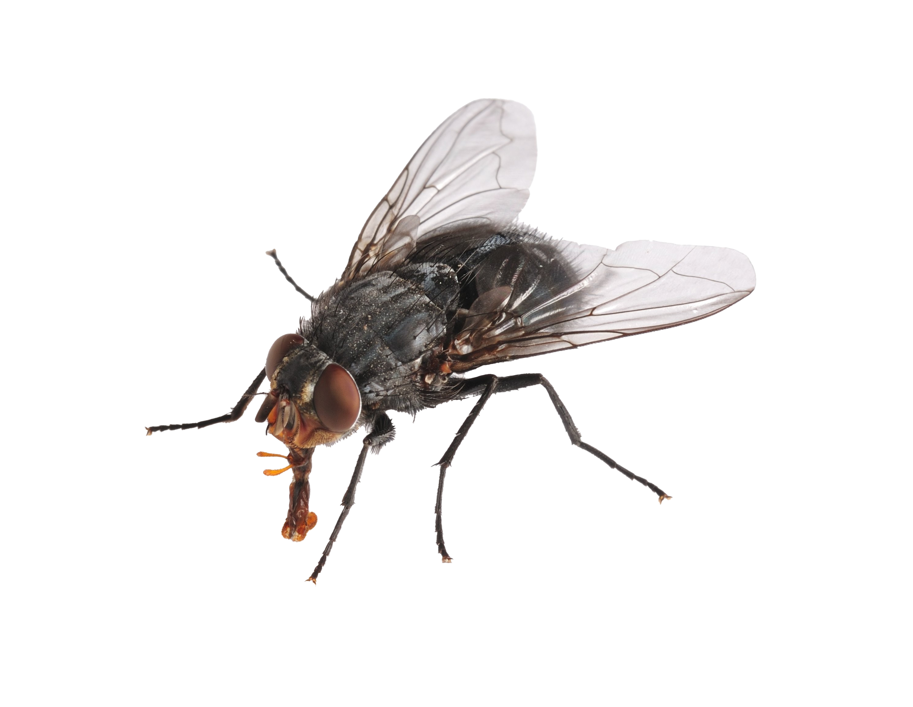 House Flies PNG Image Background