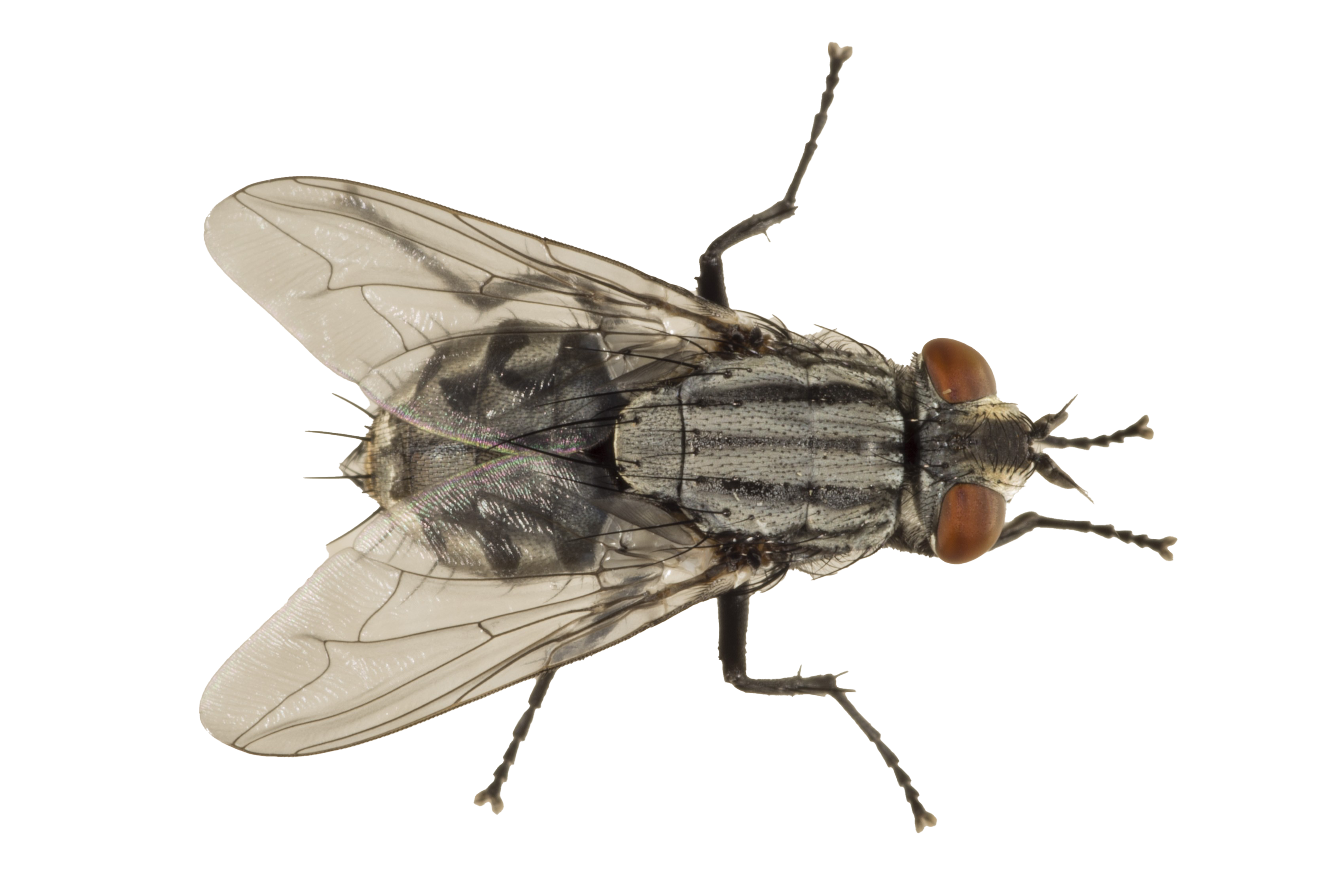 House Flies PNG Image