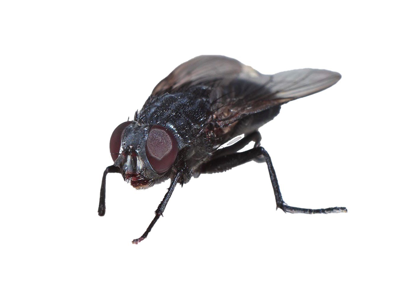 House Flies PNG Photo