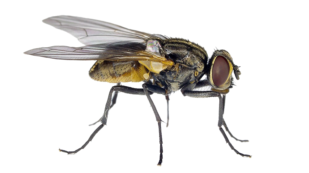 House Flies PNG Pic