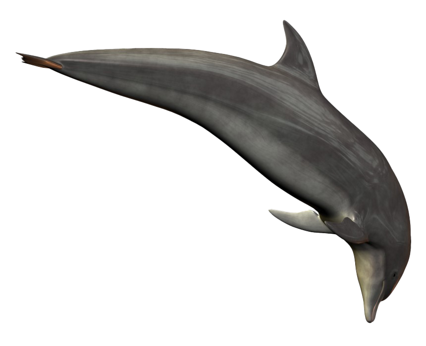 Imagem transparente de desenhos animados de golfinho pulando