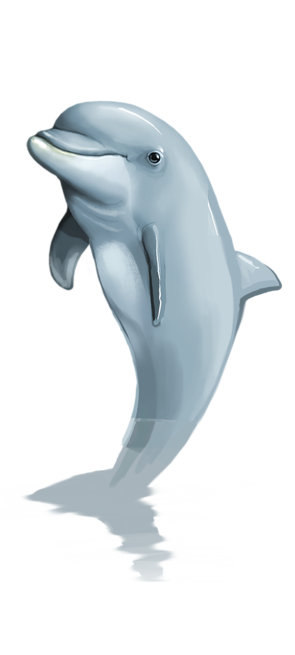 Jumping Dolphin Download imagem transparente PNG