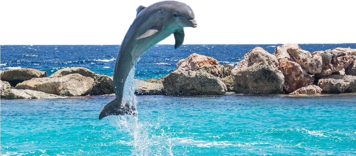 Jumping Dolphin PNG Baixar Imagem
