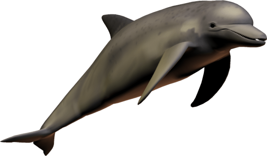 Saltando Imagem de Alta Qualidade Dolphin PNG