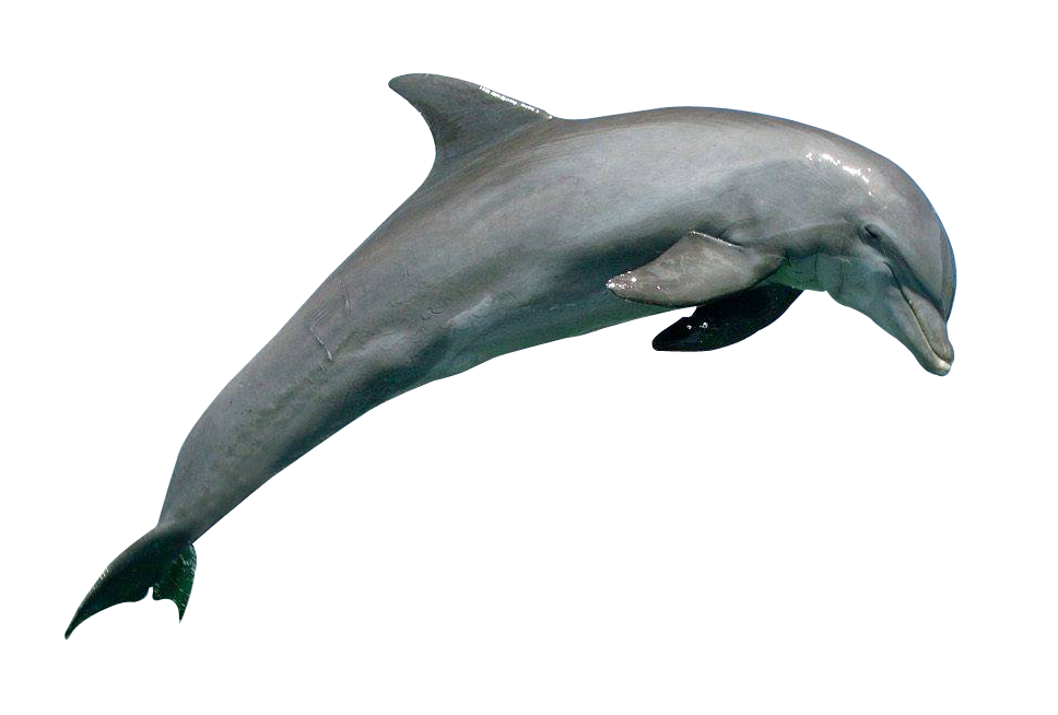 Jumping Dolphin PNG Image Background
