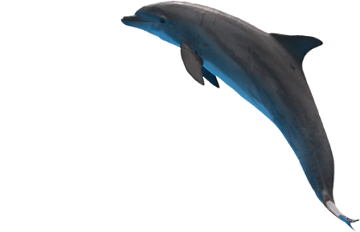 Pulando a imagem do golfinho PNG transparente